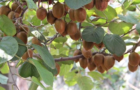 猕猴桃种子价格及种植方法 - 三农致富经