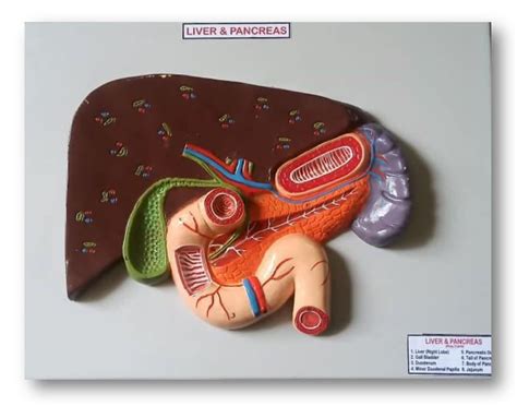 Anatomy Of Hepatobiliary System The Hepatobiliary System Ppt