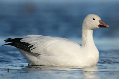 Snow Goose Numbers 的图像结果
