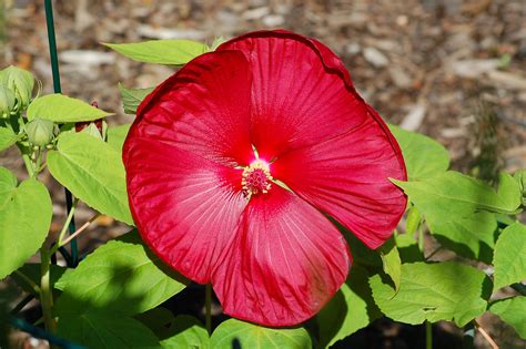 How to Grow and Care for Hibiscus Plants