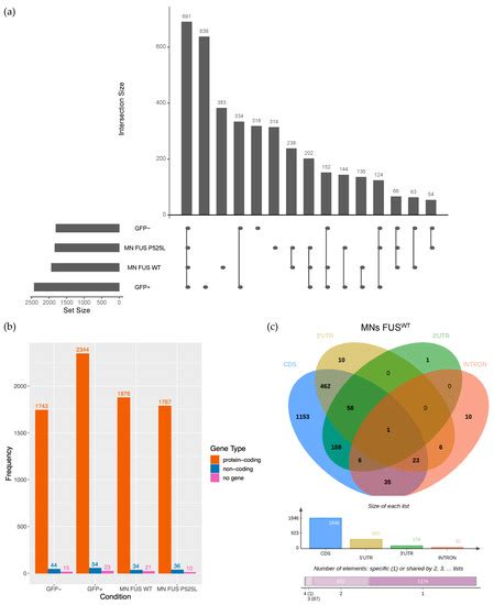 FUS Alters circRNA Metabolism in Human Motor Neurons Carrying the ALS ...