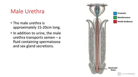 Anatomy of Urethra.pptx