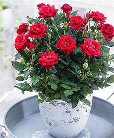 roselline in vaso buy house plants now potted parade 174 karina bakker roselline in vaso buy house plants now potted parade 174 karina bakker