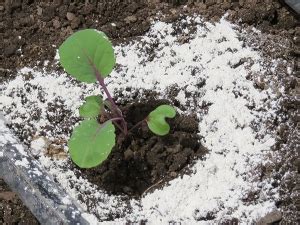 Garden Genie 100% Natural Diatomaceous Earth Powder | Insect Control ...