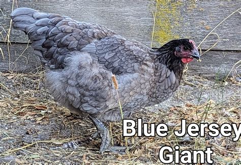 BlueJerseyGiant~2.jpg | BackYard Chickens - Learn How to Raise Chickens