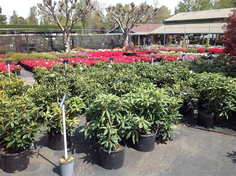 EVERGREEN SHRUBS | portlandavenursery