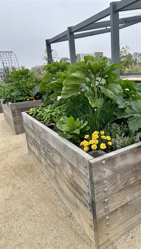 The Best Herb Combinations to Plant Together for a Thriving Garden – NATALIE LINDA