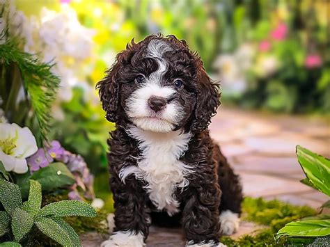 Perro de agua portugués: El leal y enérgico perro de aguas