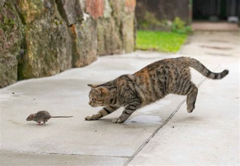 Cat Chasing Mouse In House