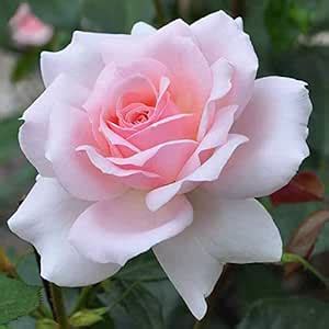 Royal Paradise Garden"Alabaster White" Rose Flower Plant Home Garden ...