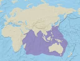 Image result for Blue-Ringed Octopus Range Map