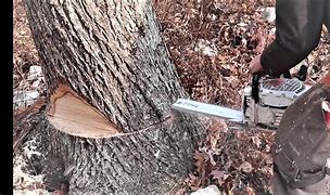 Image result for How to Cut a Tree Leaning On a Fence