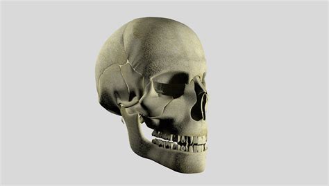 3D human skull model - TurboSquid 1310366