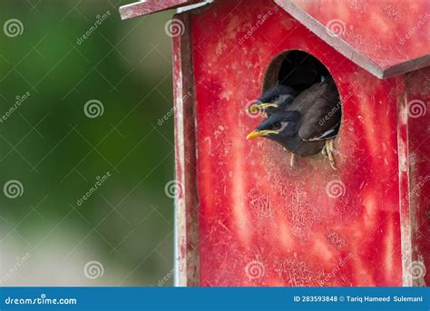Common Myna Juvenile in the Red Box Nest Looking for Food Stock Photo - Image of leaf, green ...