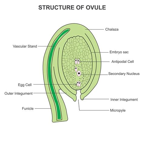 Ovule Plant