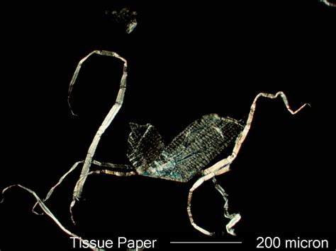 Tissue Paper Fiber Under the Microscope