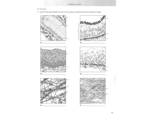 Classification of Tissues 的图像结果