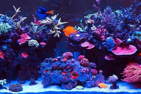Saltwater Aquarium: Complete Set Up Guide in 8 Steps | Fishkeeping World