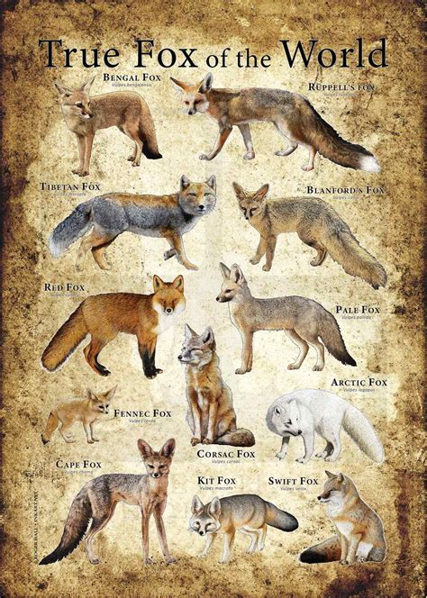 Species Of Foxes - species of fox