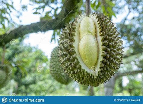 Closeup of Durians Fruit Fresh Lateral Cut Showing while on Durian Tree ...