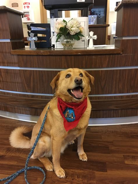 Therapy Dogs International