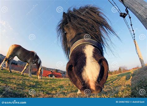 A Pony in the Worm S-eye View Stock Photo - Image of hair, animals ...