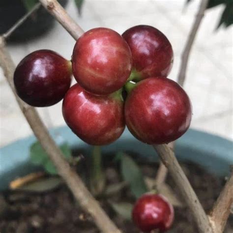 Jaboticaba Acu Paulista (Plinia Cauliflora Acu Paulista): The Large Fr ...