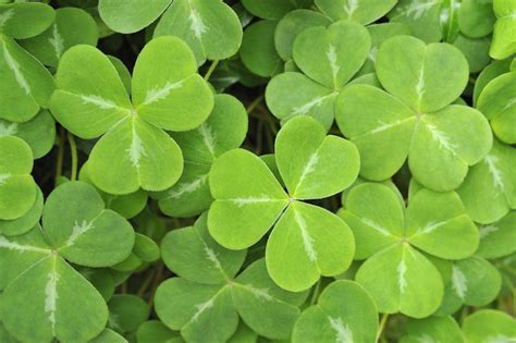 The difference between a shamrock and a four-leaf clover | Clover leaf ...