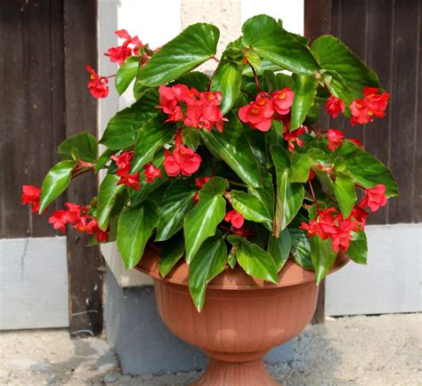How To Care For A Dragon Wing Begonia at Thomas Castillo blog