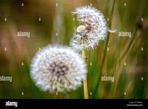 Image result for Small Spring Compressor Tool