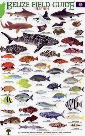Buy Reef Fish (Belize Field Guides S.) Book Online at Low Prices in ...