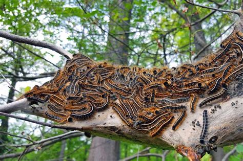 Image result for Gypsy Moth Control