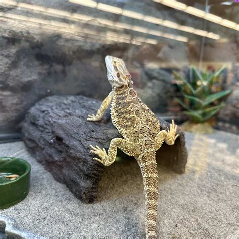 Baby Bearded Dragon Setup