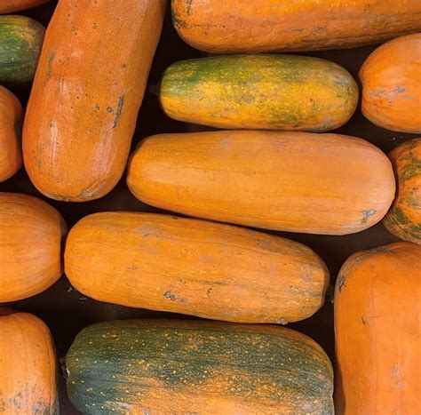 Long Pie Pumpkin Seeds | Heirloom – Murray Seed Co