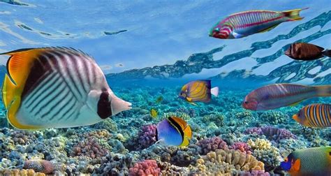 Andaman LTC Tour Packages