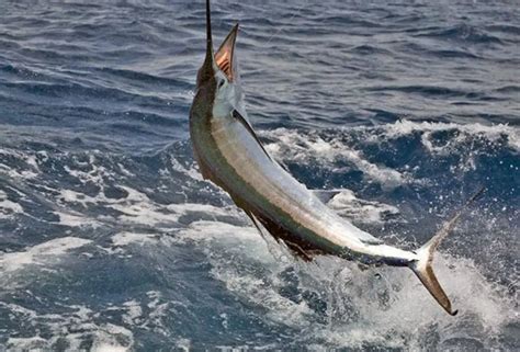 Image result for Python Hello Script as Background
