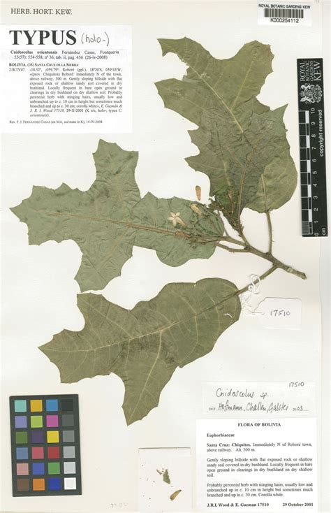 Cnidoscolus orientensis Fern.Casas | Plants of the World Online | Kew ...