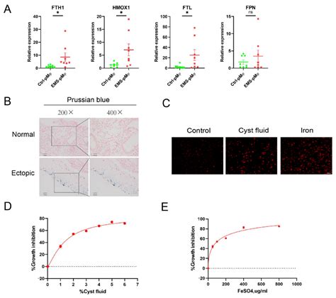 Baicalein Relieves Ferroptosis-Mediated Phagocytosis Inhibition of ...