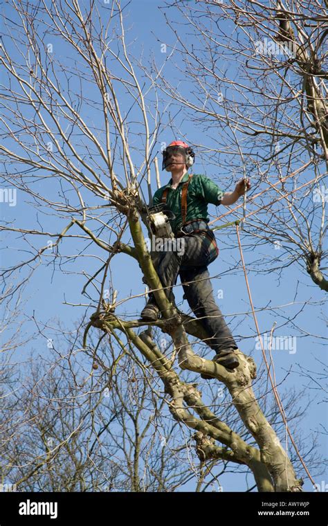 Image result for Tree Cutter