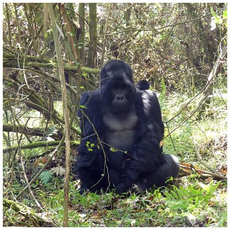 3-Day Gorilla Trek in Uganda – A Journey into the Heart of the Jungle ...