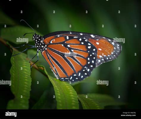 Queen butterfly, Danaus gilippus, Florida Stock Photo - Alamy