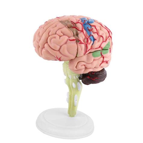 Buy heliltd Human Brain Model, Disassembled Human Brain Model ...