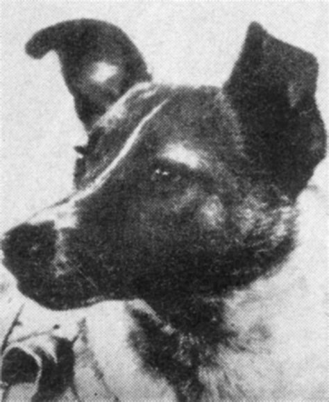 First Animal In Space