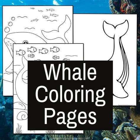 3 Free Printable Whale Coloring Pages for Kids