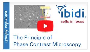 Image result for Phase Contrast Microscopy Applications