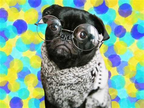 How Dogs See Humans 的图像结果