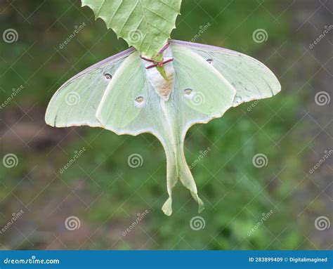 American Moon Moth