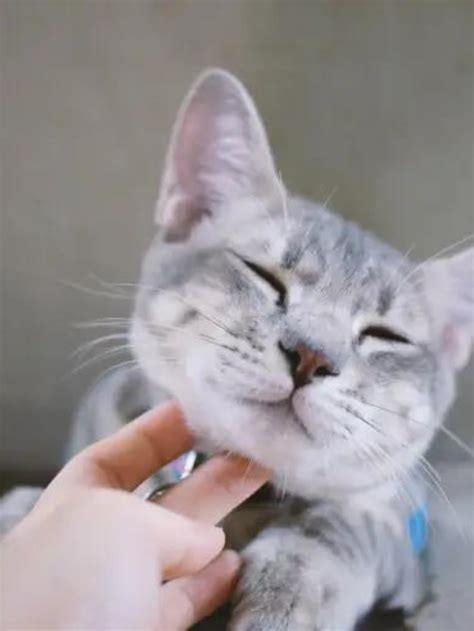 Image result for Cat Affection