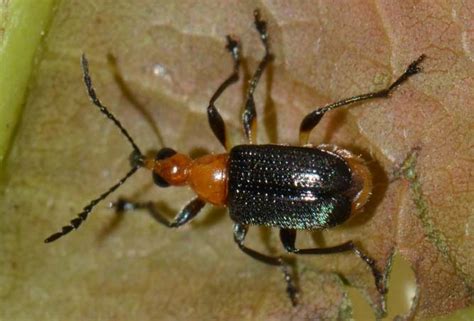 Insect Pests