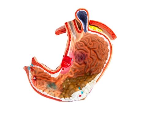 Image result for Digestive System Appendix